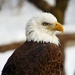 Eagle by randy23