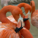 Preening for Flamingo Friday by gaylewood