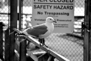 9th Feb 2018 - Seagull Hazard