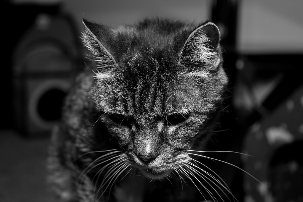 Moody Cat by swchappell