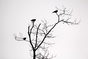 9th Feb 2018 - Crows