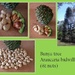 The nuts from the Bunya tree by kerenmcsweeney