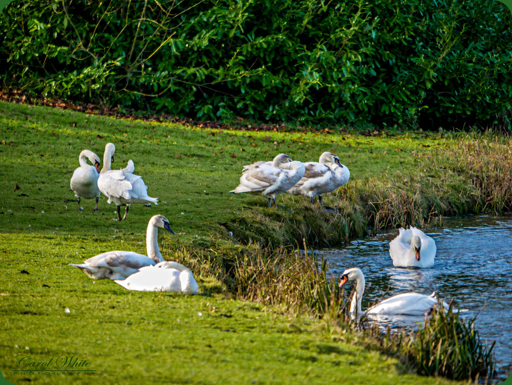 Swans At Rest by carolmw