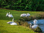 10th Feb 2018 - Swans At Rest
