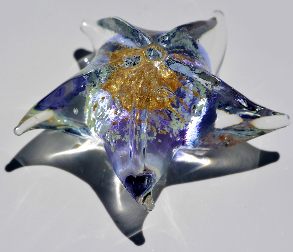 Glass Starfish_DSC7724 by merrelyn