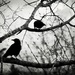 One for sorrow, two for joy............ by novab