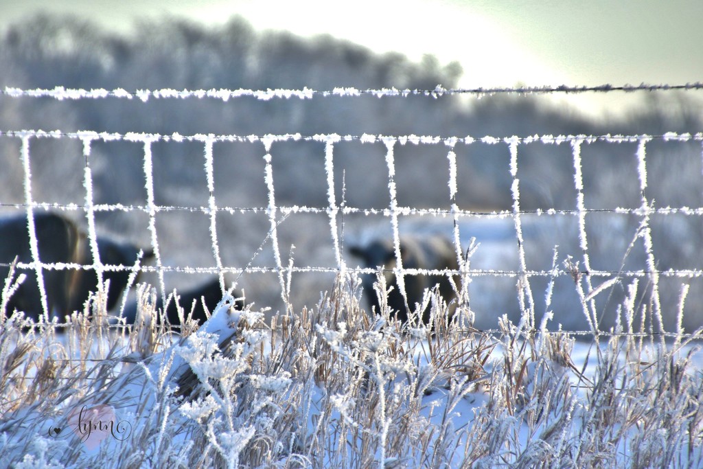 Frosty Fence  by lynnz