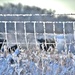Frosty Fence  by lynnz