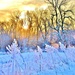 Frosty Morning by lynnz