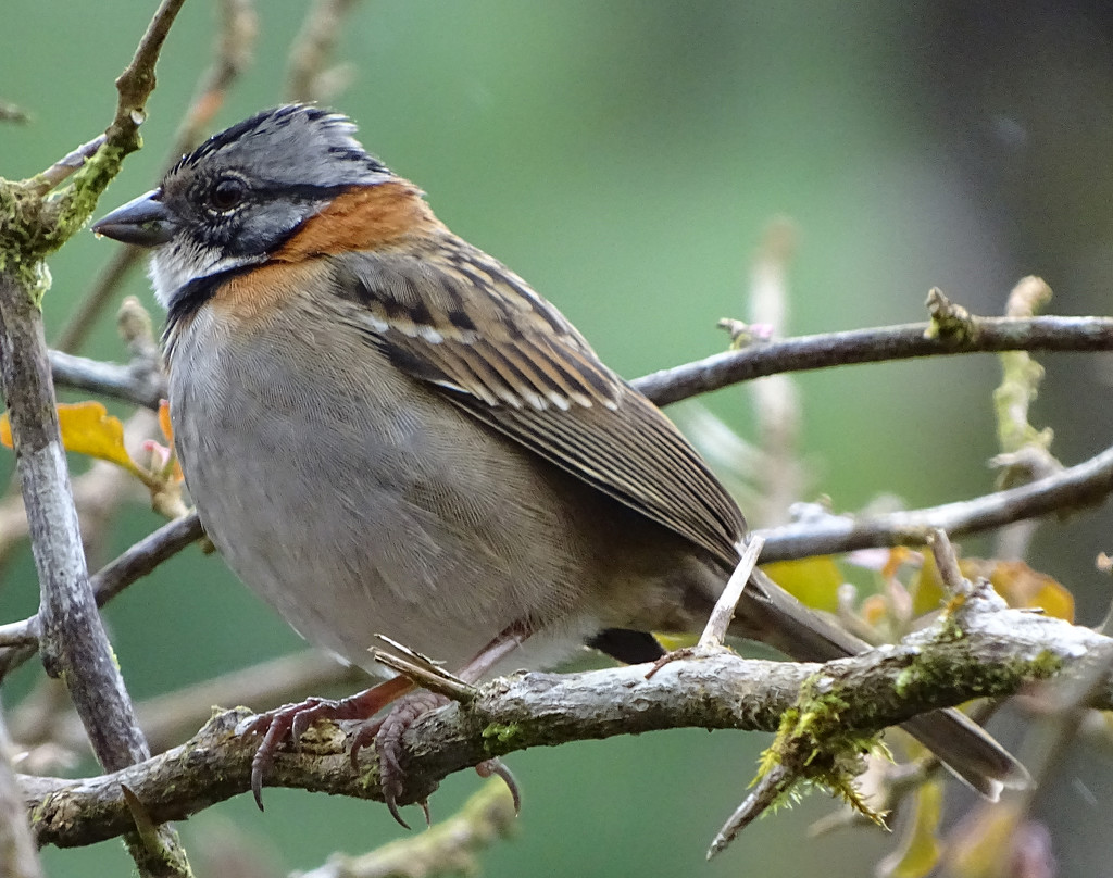 Rufous-collared Sparrow, Costa Rica by annepann
