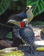 26th Jan 2018 - Black-cheeked Woodpeckers, Costa Rica