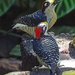 Black-cheeked Woodpeckers, Costa Rica by annepann