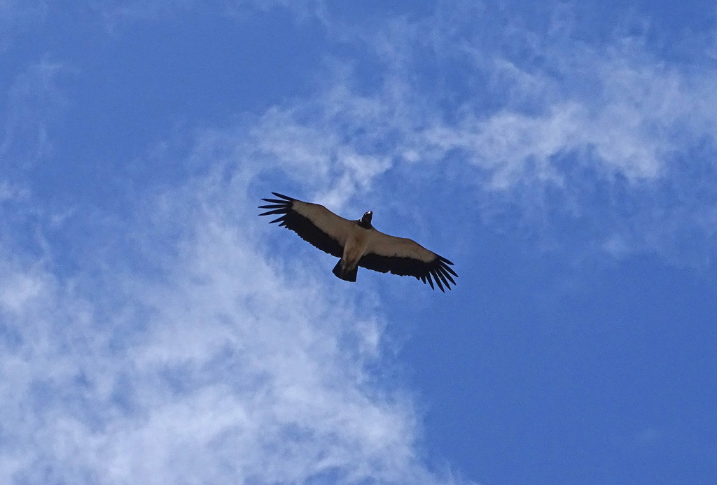 King Vulture, Costa Rica by annepann