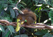 1st Feb 2018 - Squirrel stealing a banana from the feeder, Costa Rica