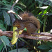 Squirrel stealing a banana from the feeder, Costa Rica by annepann