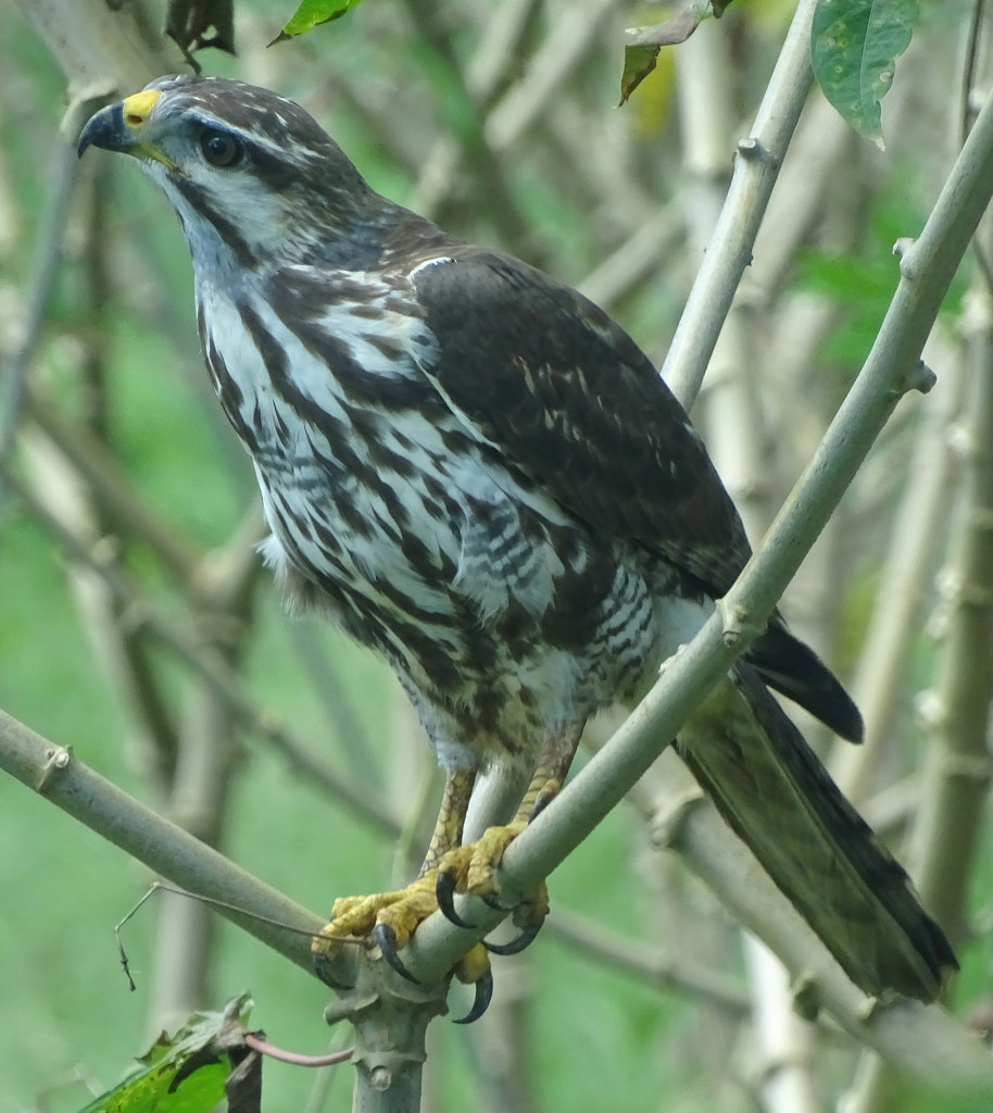 Gray Hawk, Costa Rica by annepann