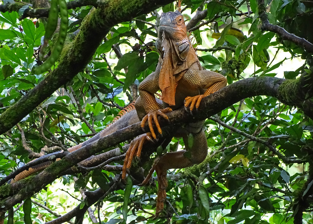 Iguana, Costa Rica by annepann