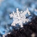 More Snowflakes by chloette