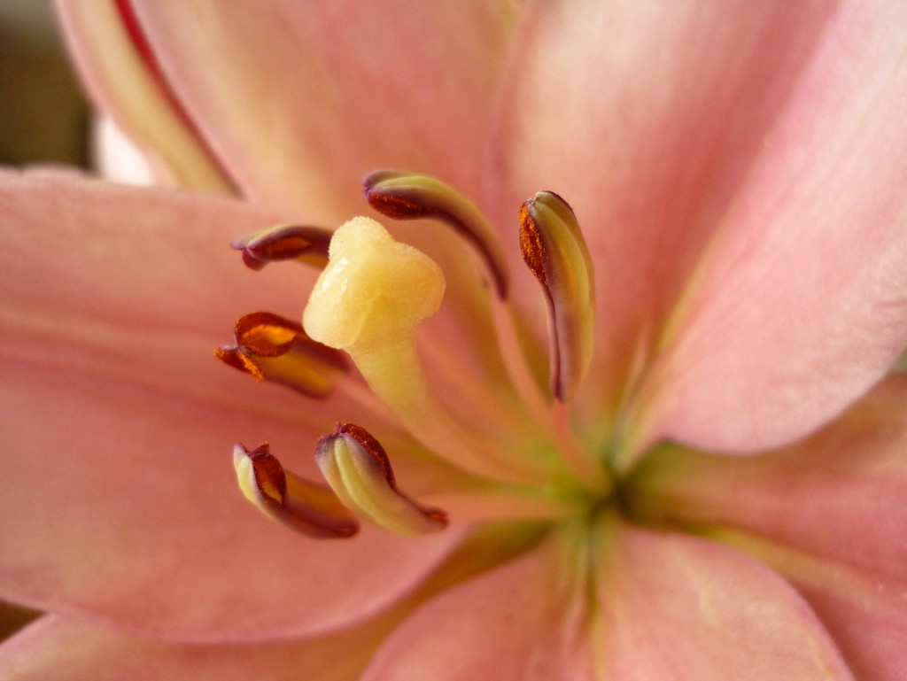 Asiatic Lilly  by countrylassie