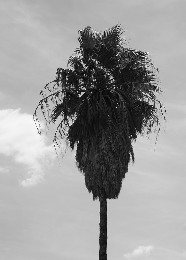 Palm Tree by salza