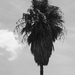Palm Tree by salza