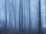 10th Feb 2018 - Foggy Forest