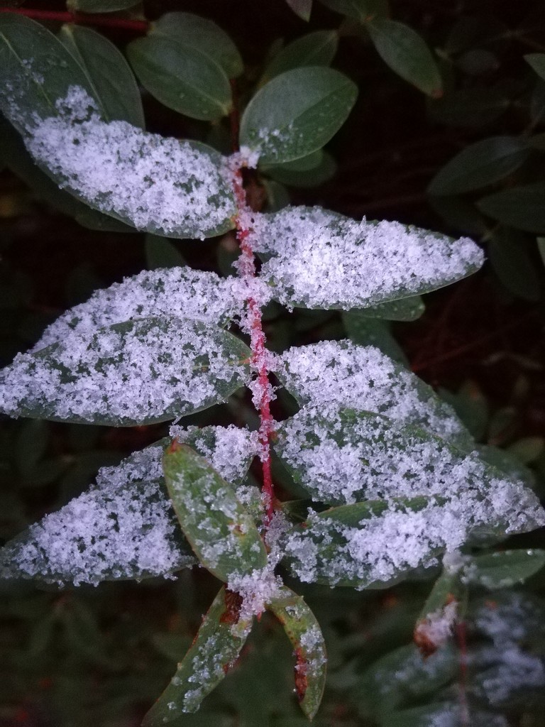 A sprinkling of snow by plainjaneandnononsense