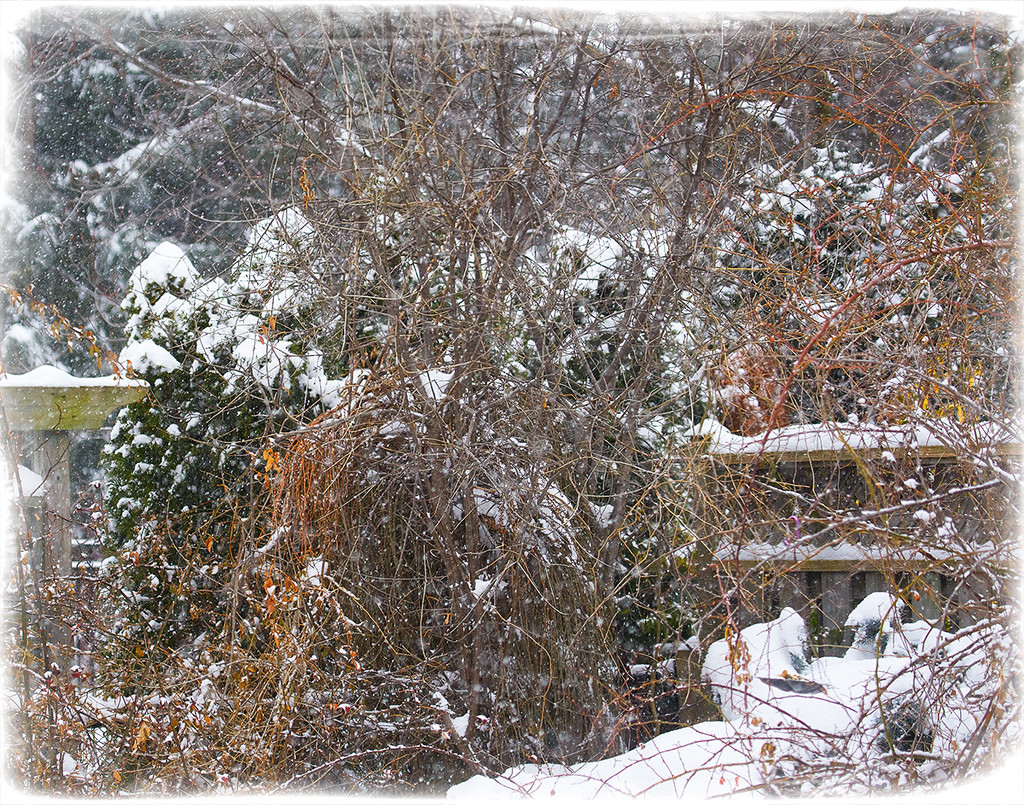 Still Snowing by gardencat