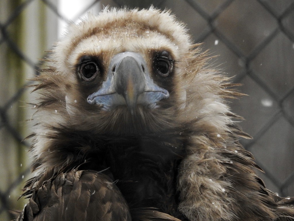 A cute vulture by amyk