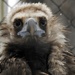 A cute vulture by amyk