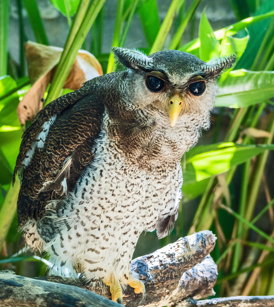Young Eagle Owl by ianjb21