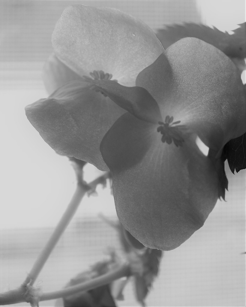 Winter Begonias by daisymiller
