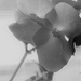 Winter Begonias by daisymiller