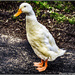 Domestic duck  by stuart46