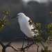 White heron by congaree