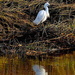 White heron by congaree