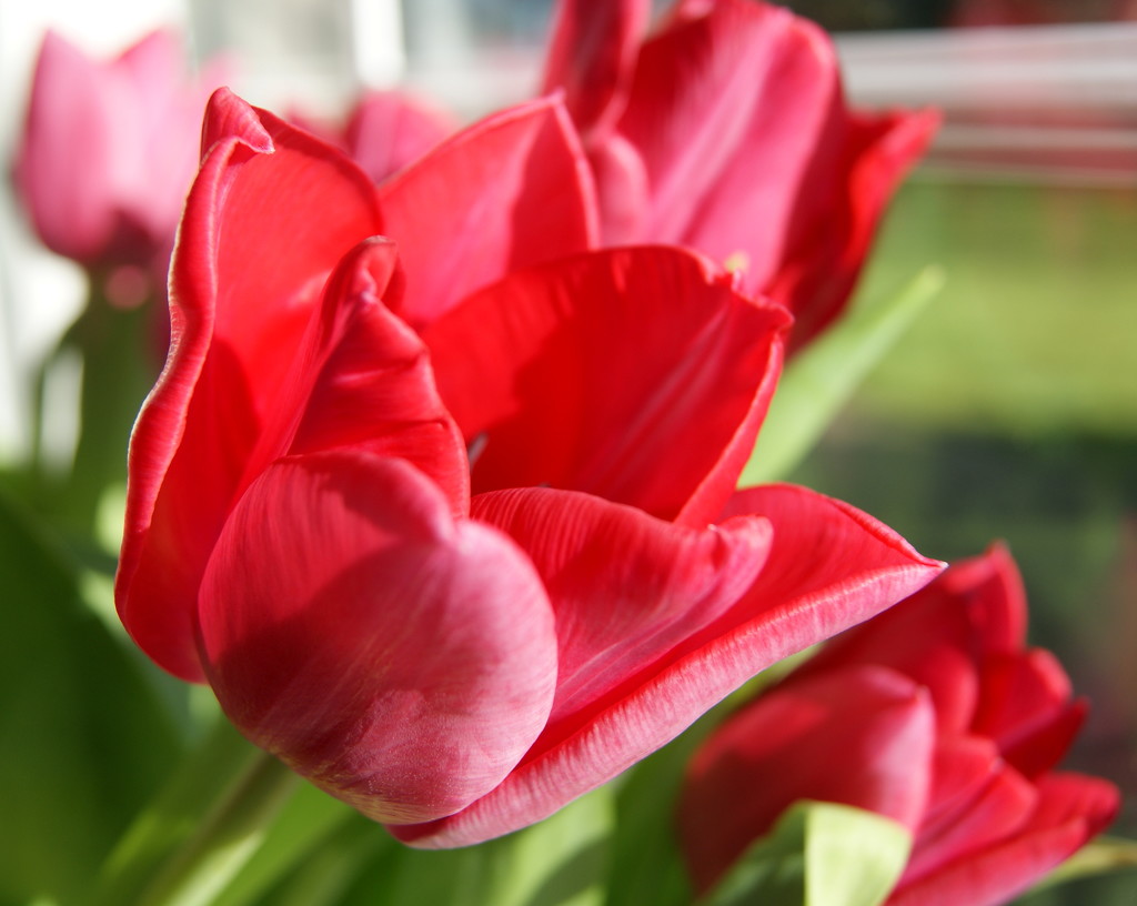 Love my Red tulips by filsie65