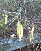 11th Feb 2018 - catkins,spring is not far away.