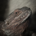 Bearded dragon by leonbuys83