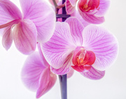 2nd Feb 2018 - Orchid Filler