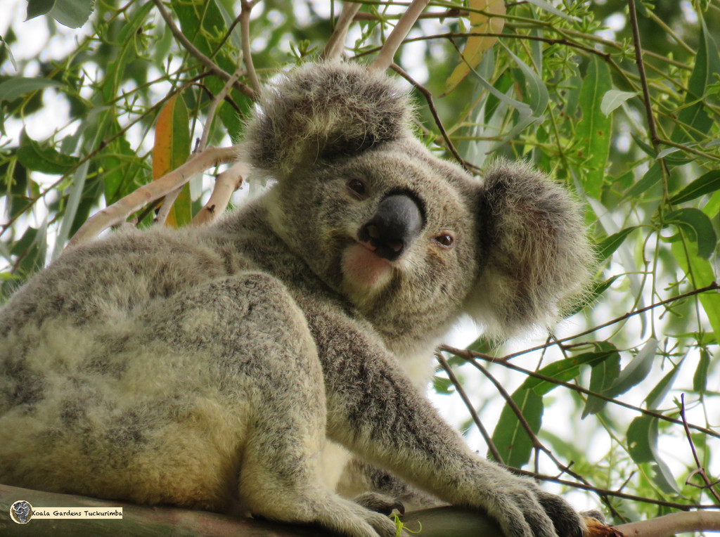 them ears by koalagardens