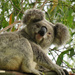them ears by koalagardens