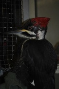 9th Feb 2018 - Day 40: This injured woodpecker came into work two weeks ago and is ready for its second chance!