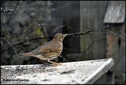 11th Feb 2018 - On our friend's bird table