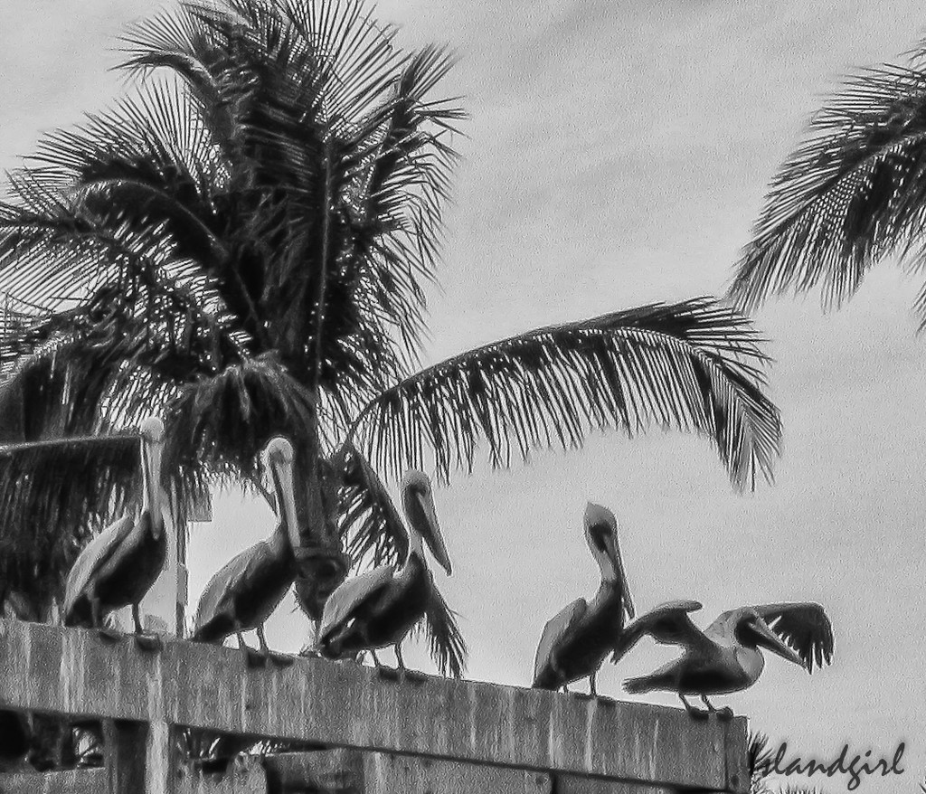 Pelicans on the Pier  by radiogirl