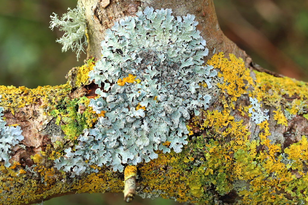 Lichen  by lifeat60degrees