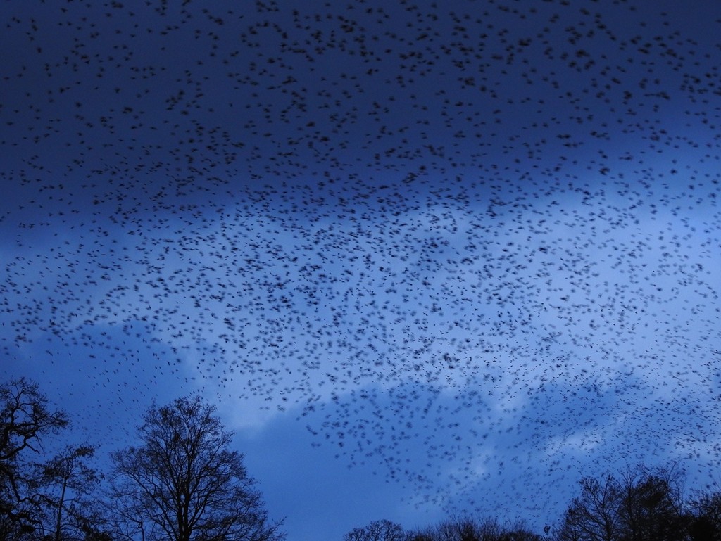 Starlings by roachling