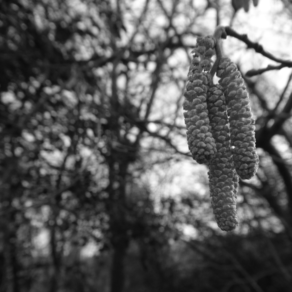 catkins by shannejw