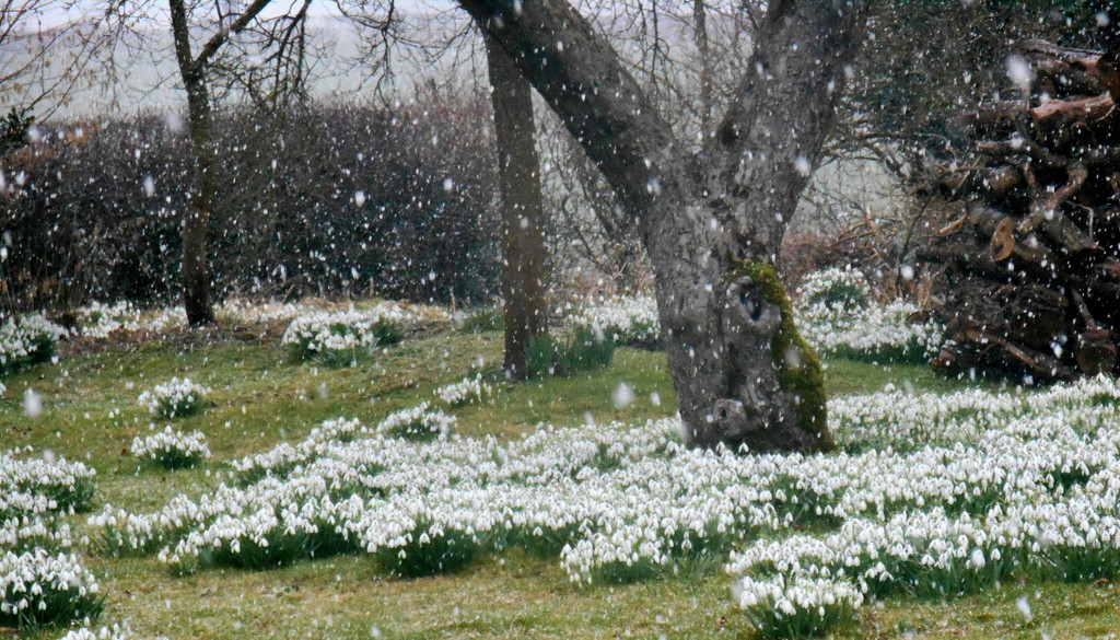 Snowdrops in the snow.... by snowy