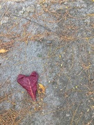 11th Feb 2018 - Heart leaf. 